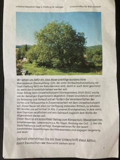 Schöner alter großer Walnussbaum